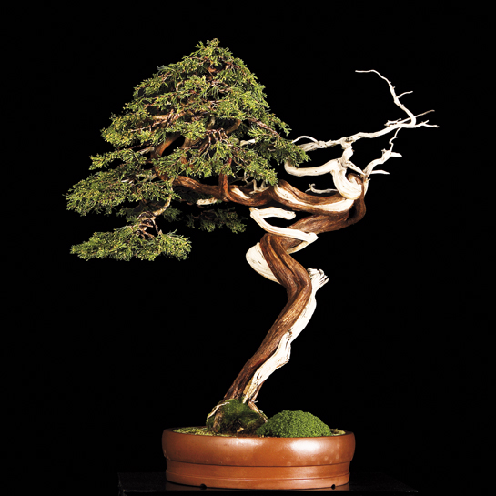 Bonsai, cay canh nghe thuat, cây cảnh nghệ thuật, cay the, cây thế, triển lãm bonsai, trien lam bonsai, triển lãm cây thế, trien lam cay the